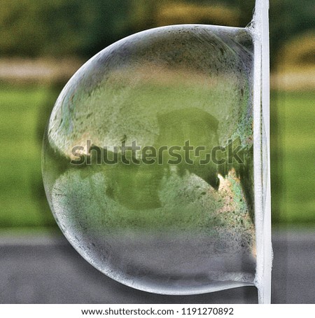 Similar – Image, Stock Photo Tulip in Winter Flower