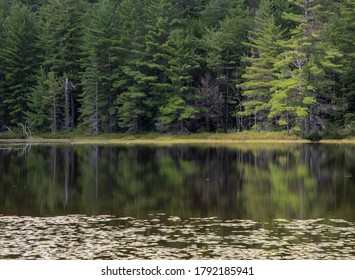 Reflections Of Soft Sunlit Evergreen Boughs In The Pond