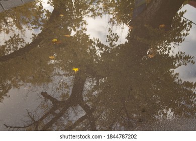 Reflections in a street puddle 