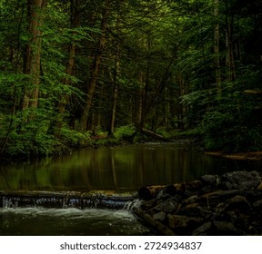 reflections of trees in the crick