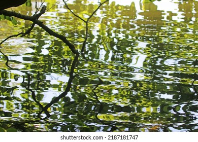 Reflections of trees in a lake in summer