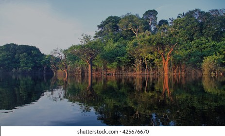 Reflections Of Trees In The River At Rain Forest In Amazonas, Brazil