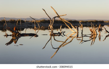 Reflections of trunks in Ses Salinas of Majorca - Shutterstock ID 338394515