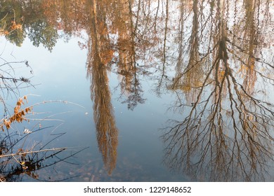 Reflections in the Water