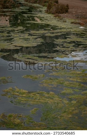 Reflections in the water with algae.