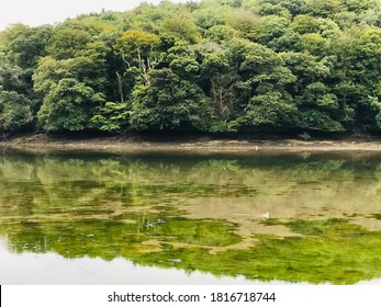 Reflections Of The Woods By The River Fal.