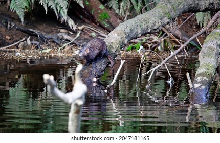 Reflective images of an American mink on the river bank