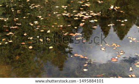 Reflexion on water surface of forest pond