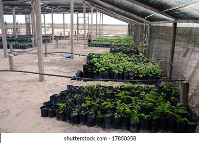 Reforestation In The Amazon: Palm Tree Seedlings In A Greenhouse Ready To Be Planted To Regrow Destroyed Rainforest