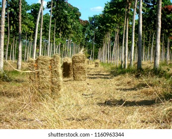 Reforestation In The Amazon Region With The Fast Growing Species Parica (Shizolobium Amazonicum) In A Consortium (agroforestry System) With Hay Production