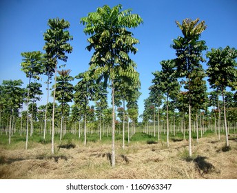 Reforestation In The Amazon Region With The Fast Growing Species Parica (Shizolobium Amazonicum) In A Consortium (agroforestry System) With Hay Production