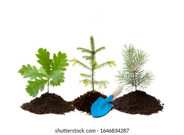 Reforestation Background. Different Small Trees Oak, Spruce And Pine Tree In A Pile Of Dirt With Small Gardening Shovel, Isolated On White Background. New Life In Nature Concept.