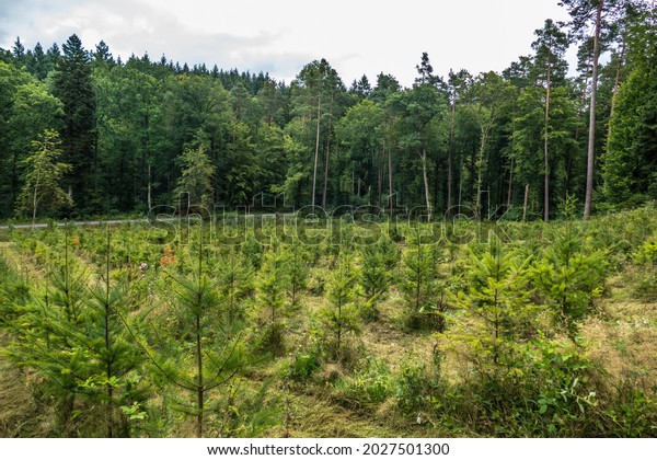 Reforestation in\
mixed forest by planting young\
trees