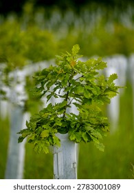 Reforestation in a mixed forest in spring