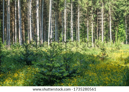 Reforestation of the mixed forest in spring