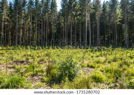 Reforestation of the mixed forest in spring