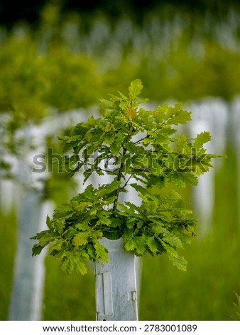 Reforestation in a mixed forest in spring