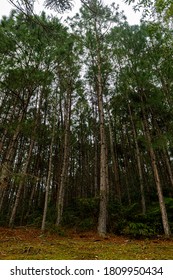 Reforestation Of Pinus Elliottii. View From Low Up.