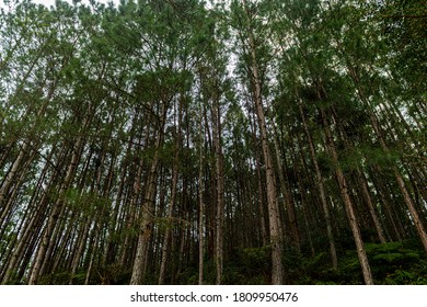 Reforestation Of Pinus Elliottii.  View From Low Up.
