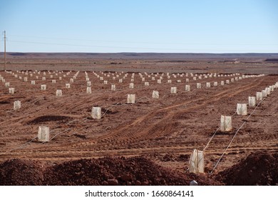 Reforestation Program In The Moroccan Desert