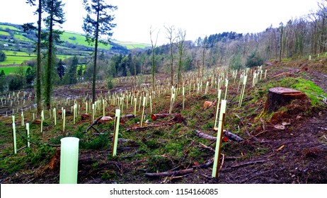 Reforestation Of Protected Sustainable Deciduous Tree