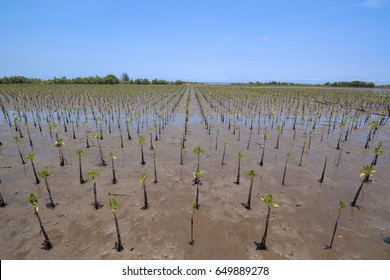 Reforestation For Save The World