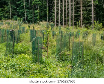 Reforestation Through Replanting Young Trees Mixed Stock Photo 