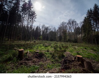 Reforestation Through Replanting Young Trees Mixed Stock Photo ...