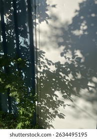 Refraction of leaf shadows on the wall of a garden house. Silhouette of a tree.