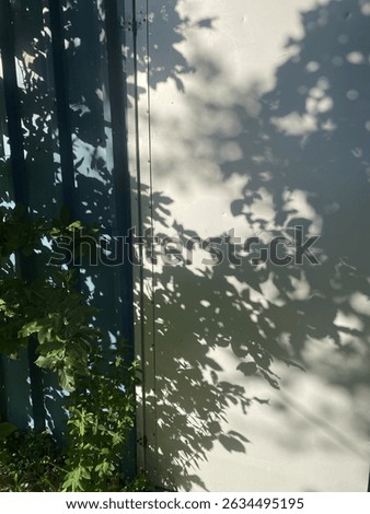Refraction of leaf shadows on the wall of a garden house. Silhouette of a tree.