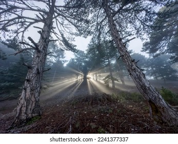 refraction of the sun's rays and beam views through the trees in the foggy forest