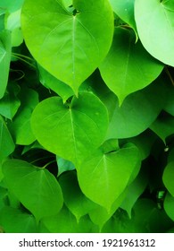 a refreshing array of green heart shaped leaves