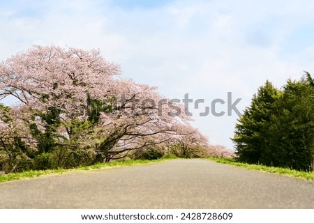 A refreshing blue sky and a row of cherry blossom trees that bloom in the riverbed in the riverbed in the spring season