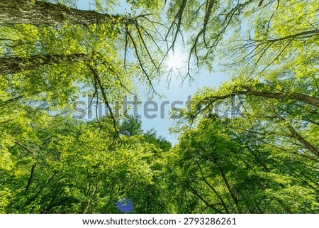 A refreshing early summer scene, looking up at the trees with their fresh green leaves.