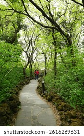 refreshing forest with fine path