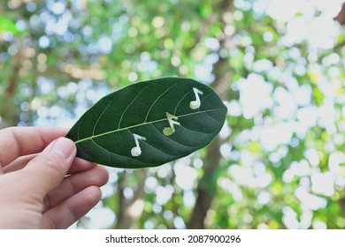 Refreshing, Fresh, Natural And Cool Music Concept. Hand Holding Green Leaf With Musical Notes Cutout For Album Cover In Nature Background.