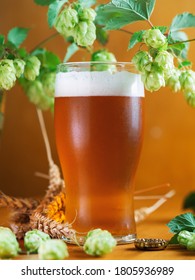 Refreshing Glass Of Craft Beer IPA With Hops