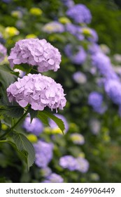 Refreshing hydrangea in early summer