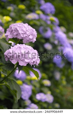 Refreshing hydrangea in early summer