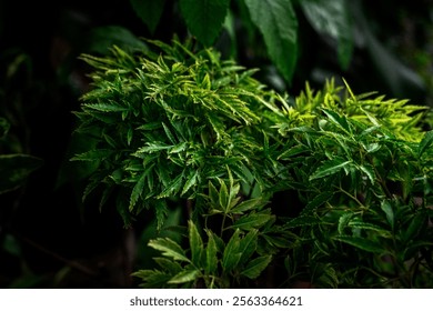 A refreshing and invigorating image of Polyscias fruticosa or Ming aralia leaves, evoking feelings of peace and tranquility.