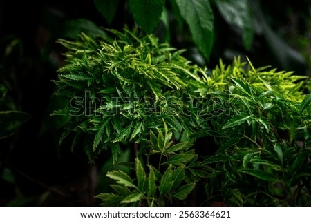 A refreshing and invigorating image of Polyscias fruticosa or Ming aralia leaves, evoking feelings of peace and tranquility.