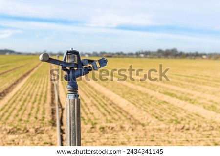 Refreshing the land: Close-up of a sprinkler with a blurred crop field in the background.