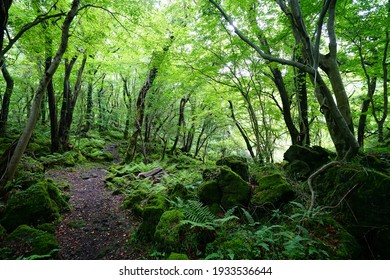 A Refreshing Spring Forest With A Path