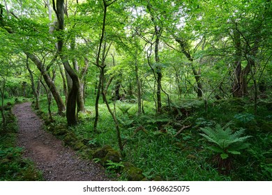 a refreshing spring forest with a path