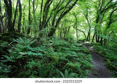 refreshing spring forest and pathway in the delightful sunlight