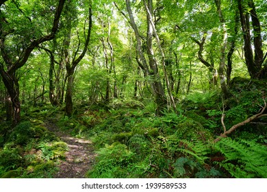 a refreshing spring forest in the sunlight