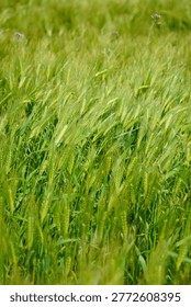 Refreshing spring landscape featuring a wide field of young green barley
