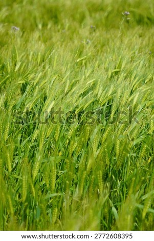 Refreshing spring landscape featuring a wide field of young green barley
