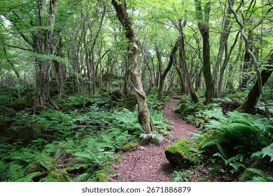 refreshing summer forest and path in the gleaming sunlight