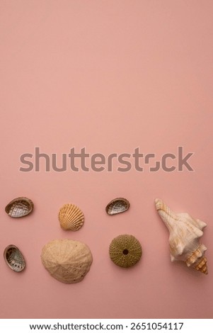 refreshing and summery seashell background
